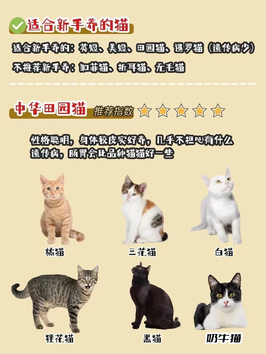 不同品种猫的习性,银渐层猫配什么品种的猫最好