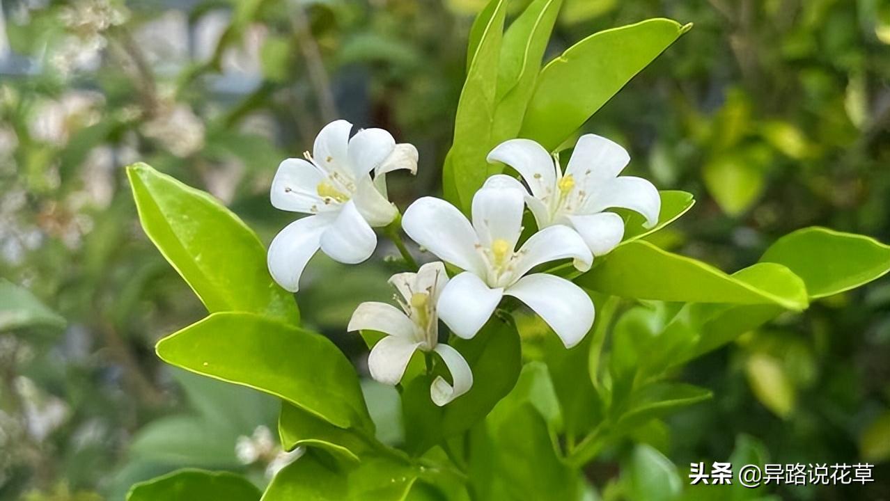 七里香：七里香歌好听，名字也很美，花语动人，花朵更“惊艳”