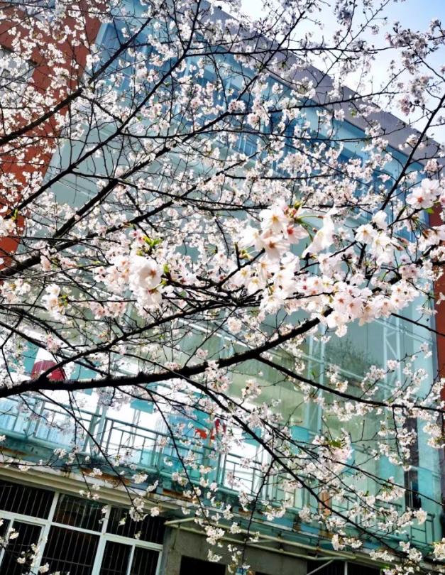 姝︽眽鐧惧勾鍚嶆牎,姝︽眽鐧惧勾楂樹腑