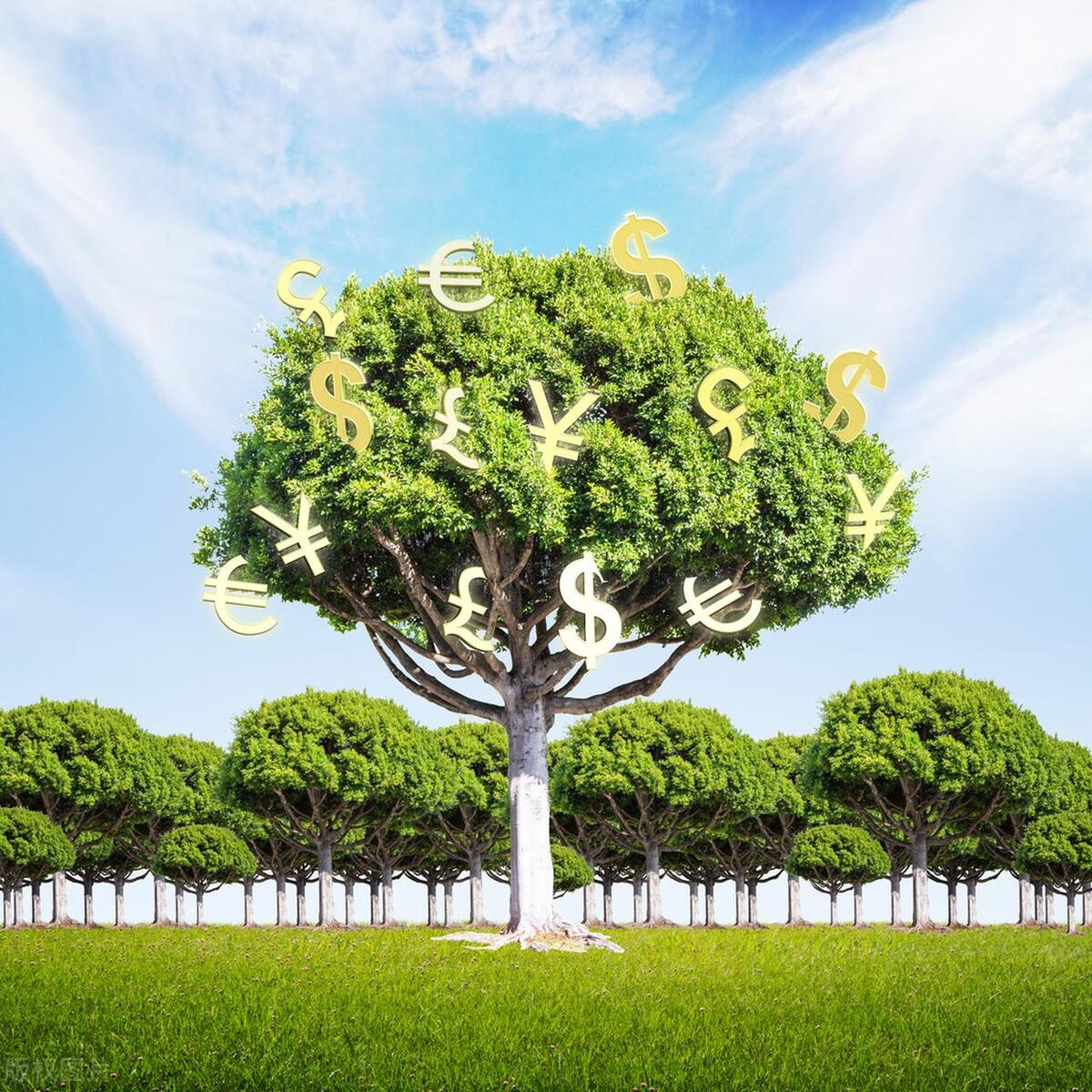 摇钱树掉叶子怎么补救,摇钱树掉绿叶子