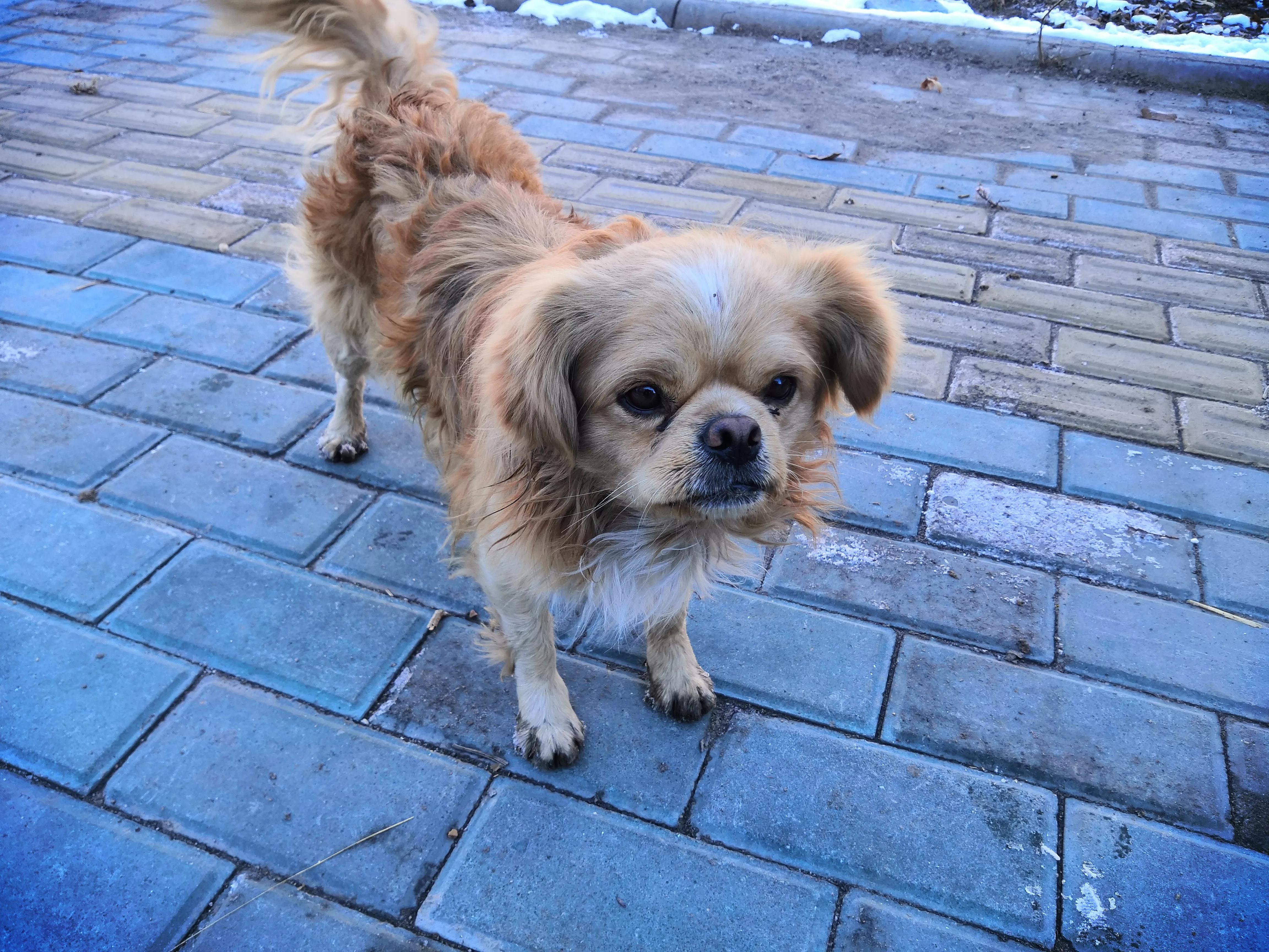 *疆新**，一个懂得艺术欣赏的狗