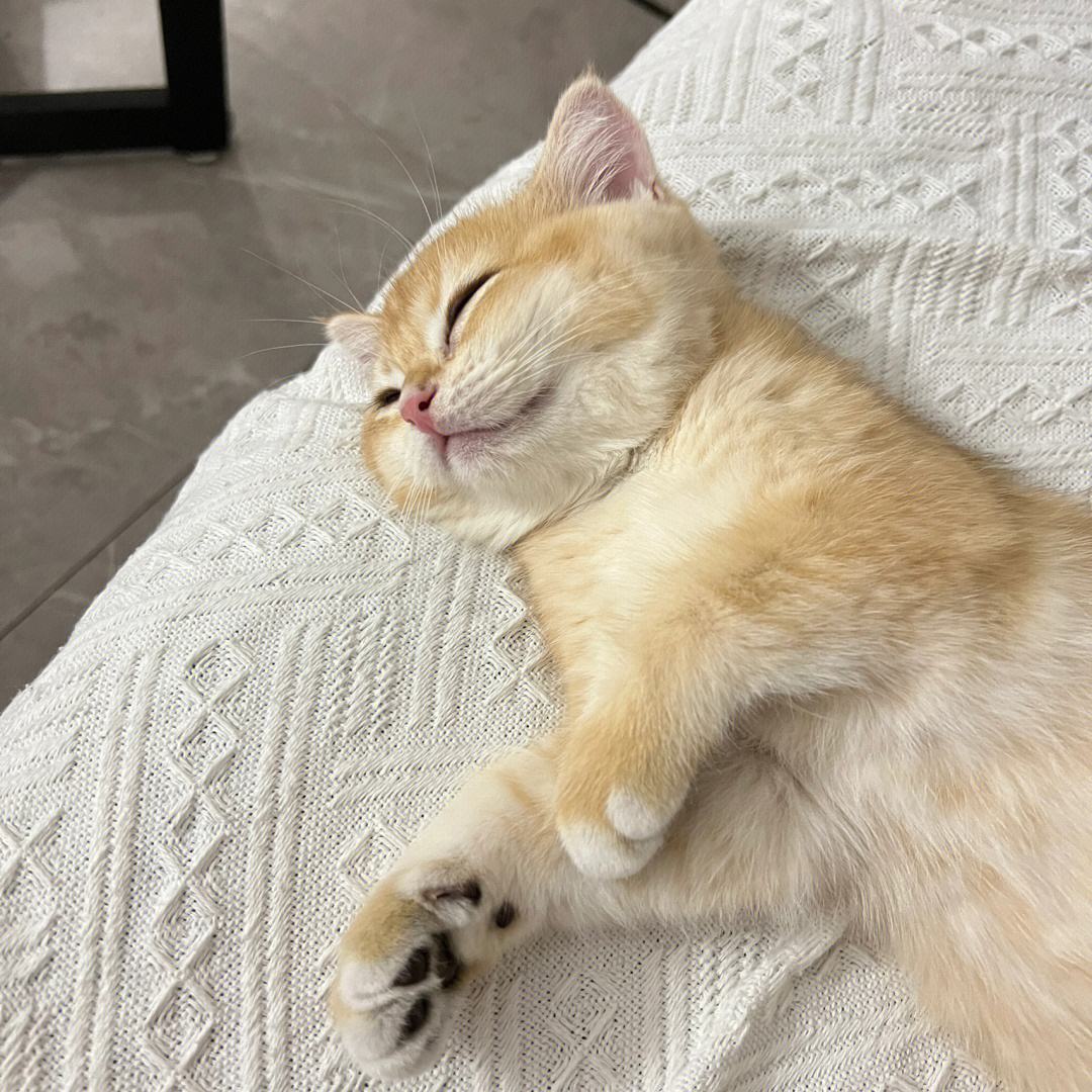 各种猫咪奇怪的睡姿图片大全,猫咪的不同睡姿代表着不同的性格