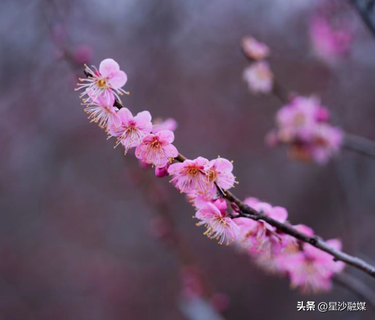 长沙春天赏花的地方有哪些,长沙春天哪里看花海
