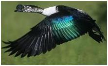 鸟类在分类学中统称为什么,鸟纲分类总表