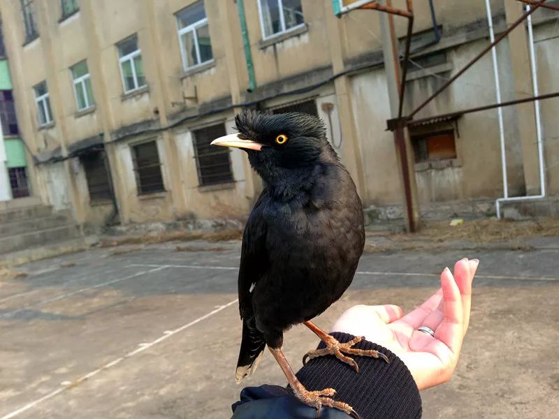 栖杠就是鸟儿的床，必须准备两根栖杠及时更换清洗消毒。