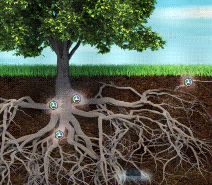 金丝楠树苗多少钱一棵50年能长大,金丝楠树价格多少钱一棵