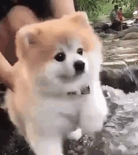 怎么通过狗狗的便便辨别健康状况,狗狗健康的便便长什么样