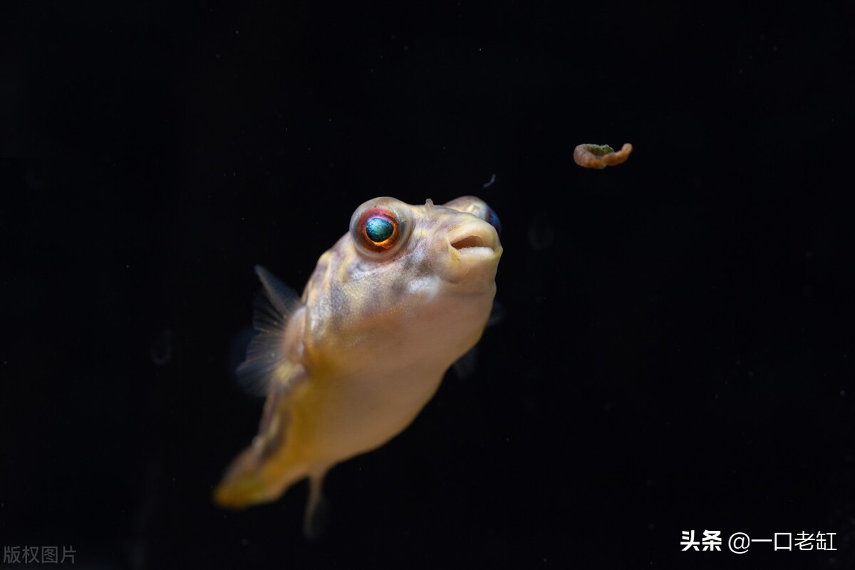 斑马狗头刚买来趴缸不爱动不吃食,斑马狗头鱼不吃食也不爱动
