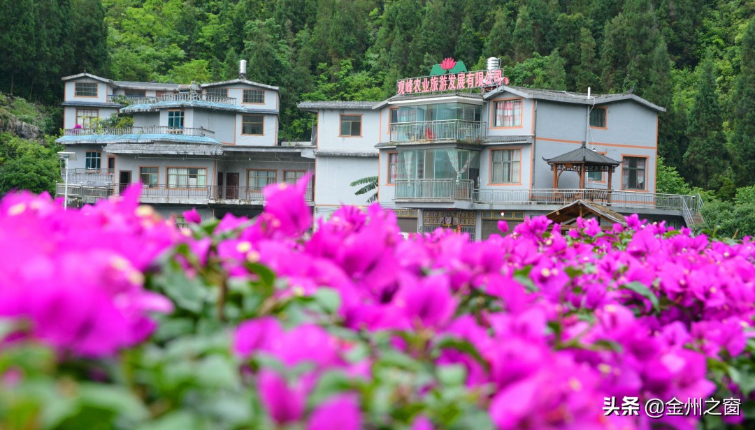 风雨又如何？万峰林“花路”走一走，心内自是阳光明媚
