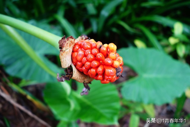 温化寒痰和清热化痰的区别,中药温热药功效大全