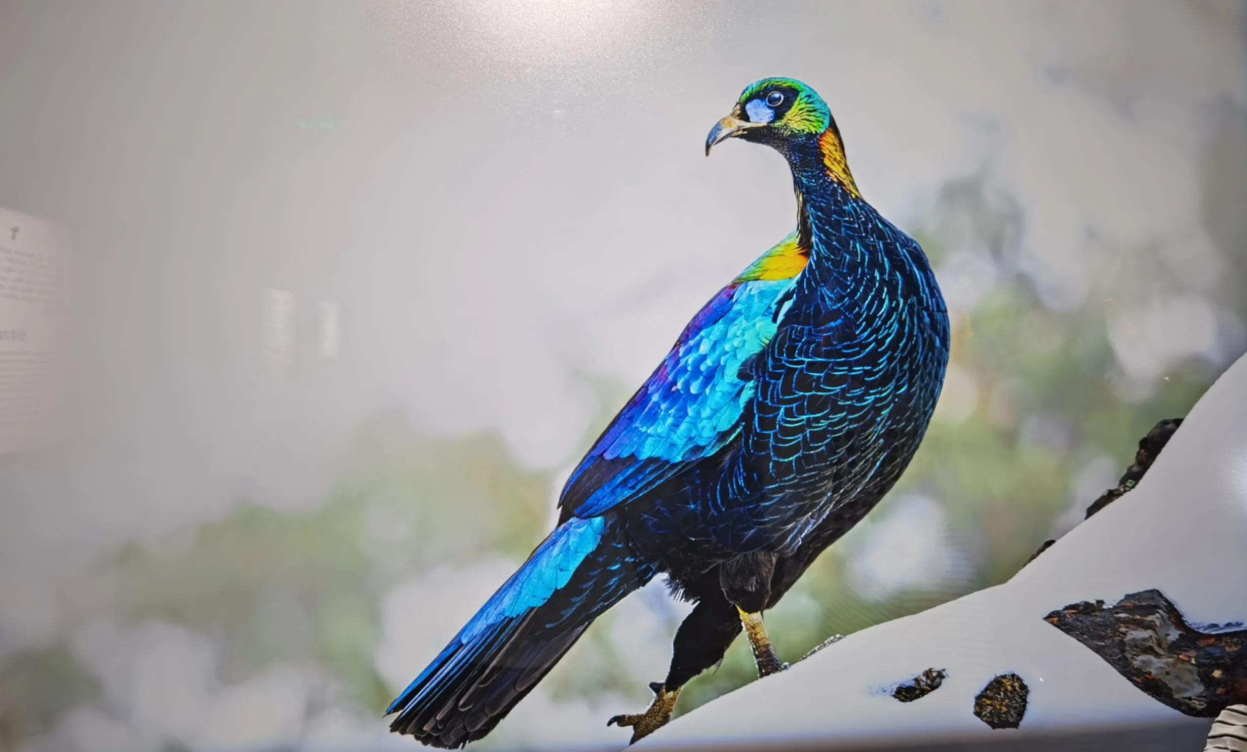 绿尾虹雉摄影,绿尾虹雉鹰鸡