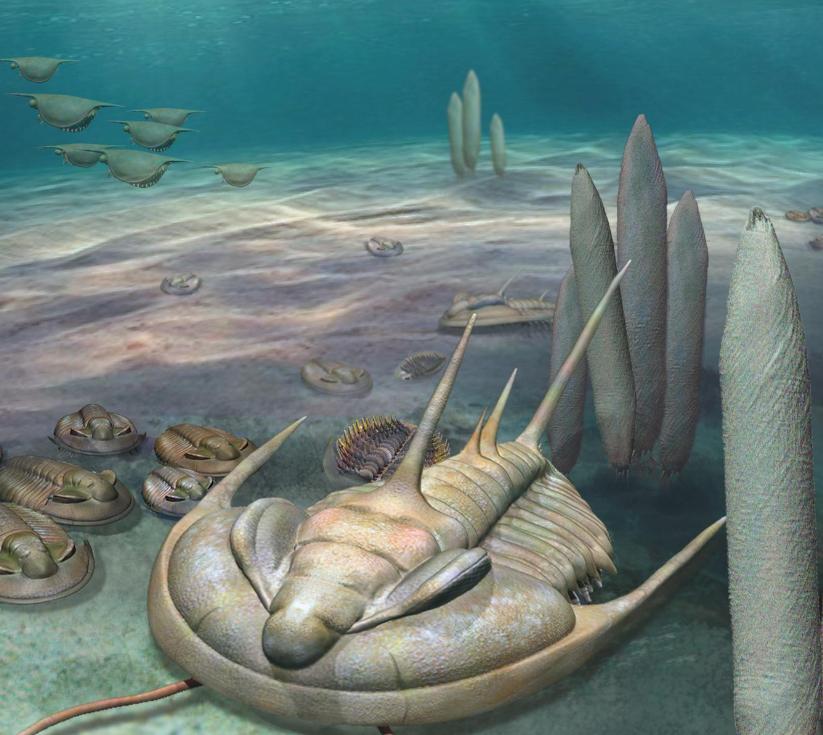 山东三叶虫化石真假,三叶虫远古生物图片