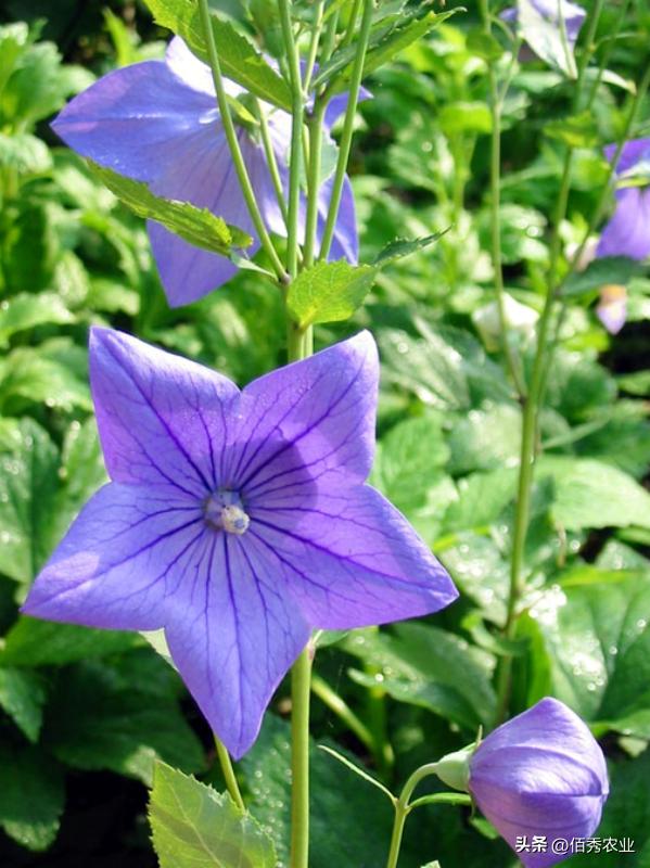种植中药材前景最好的前十名,目前什么中药材种植前景好收益高