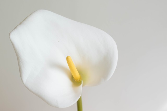 美图马蹄莲花图片,马蹄莲花壁纸图片