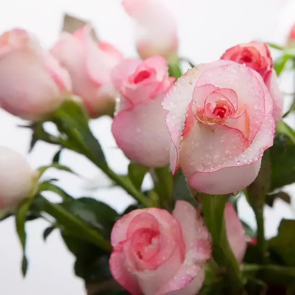 玫瑰花有几种颜色各代表什么意思,不同颜色的玫瑰花表示的寓意不同