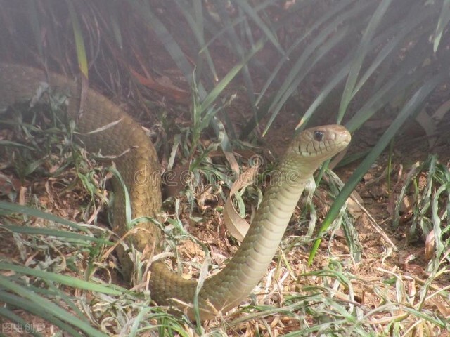 梦见被蛇咬了把蛇打死是什么征兆,梦见蛇然后去打没打到是什么征兆