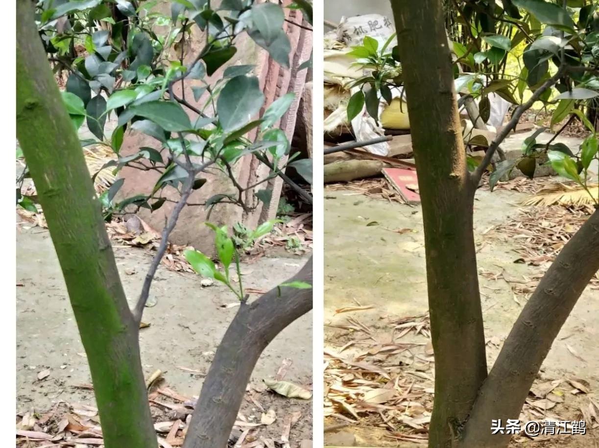 果树青苔如何防治,果树青苔如何杀灭且对果实无害