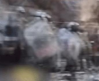 为什么猫没狗工作能力强,猫为什么不如狗那么忠诚听话呢