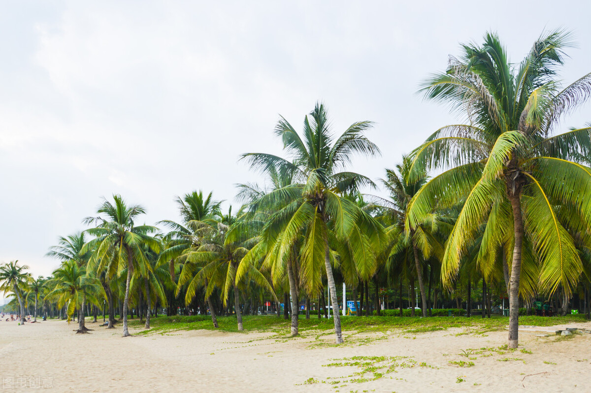 泰国有一种植物，全身是宝，很多人不知道