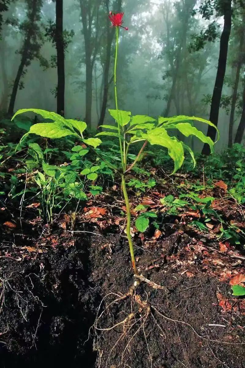 人参3元一支是正品吗,人参和园参是一个品种吗