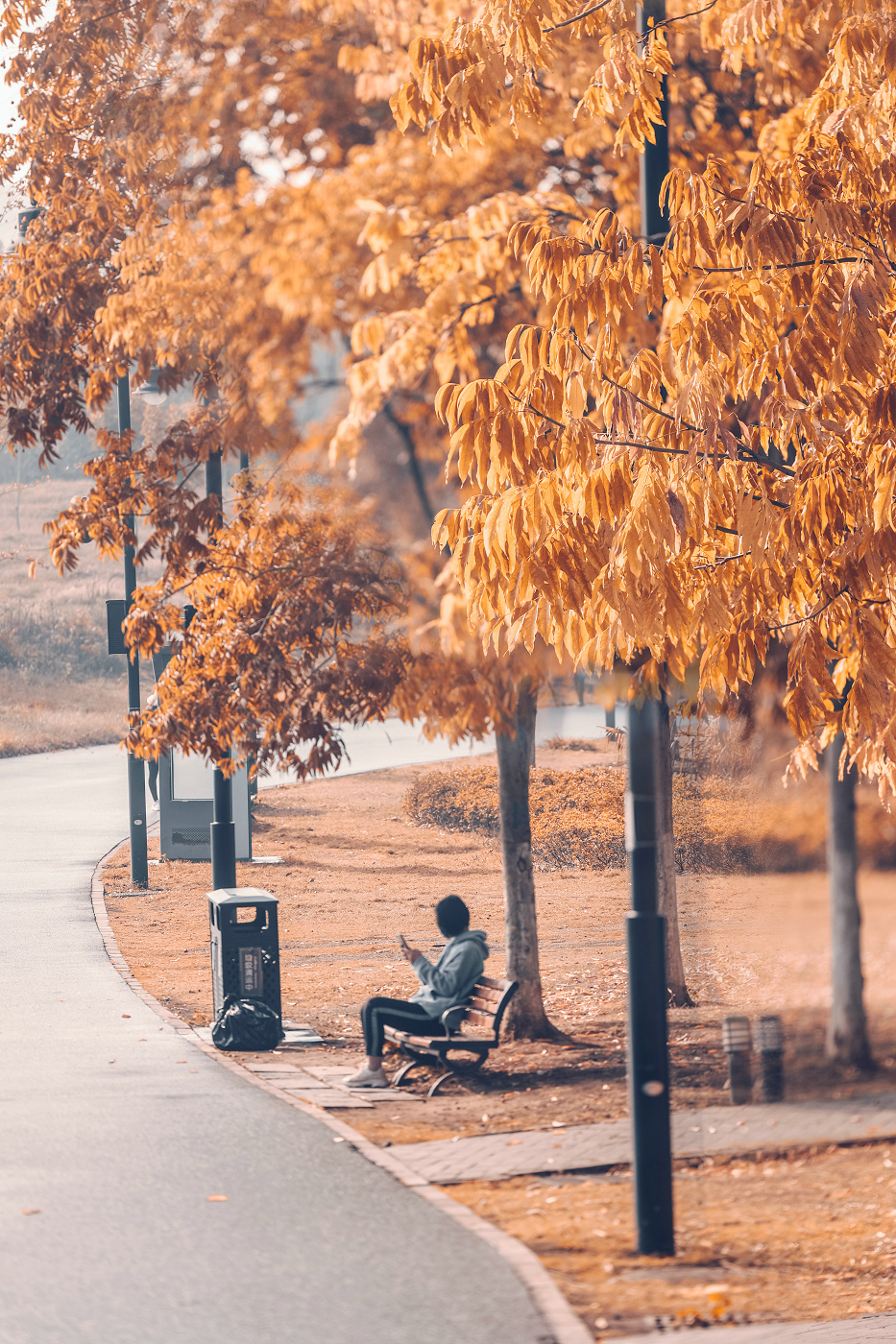 不出武汉赏银杏的地方,武汉好逛的森林公园