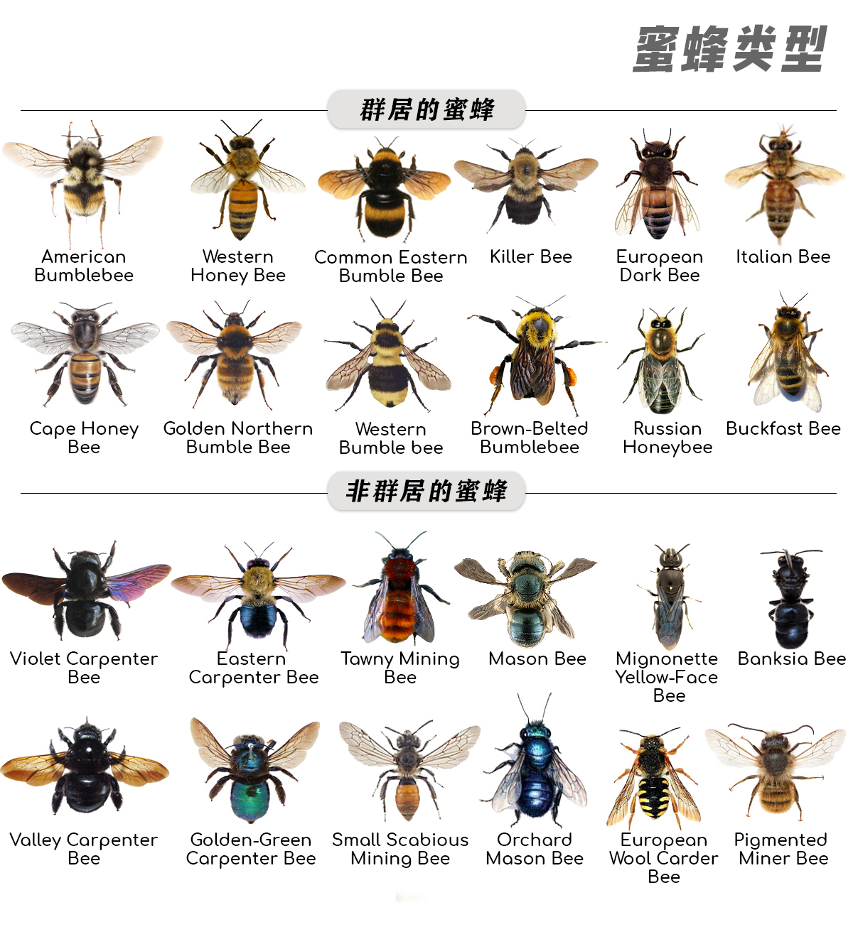 假如你被这么多蜜蜂蛰了怎么办呢,你敢相信被蜜蜂活活蛰死吗