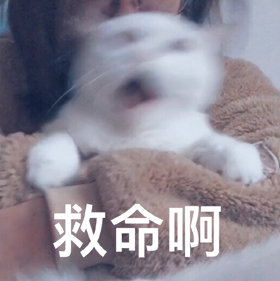 为什么蟑螂死了周边好多小蟑螂,为什么蟑螂会被称为杀不死的小强