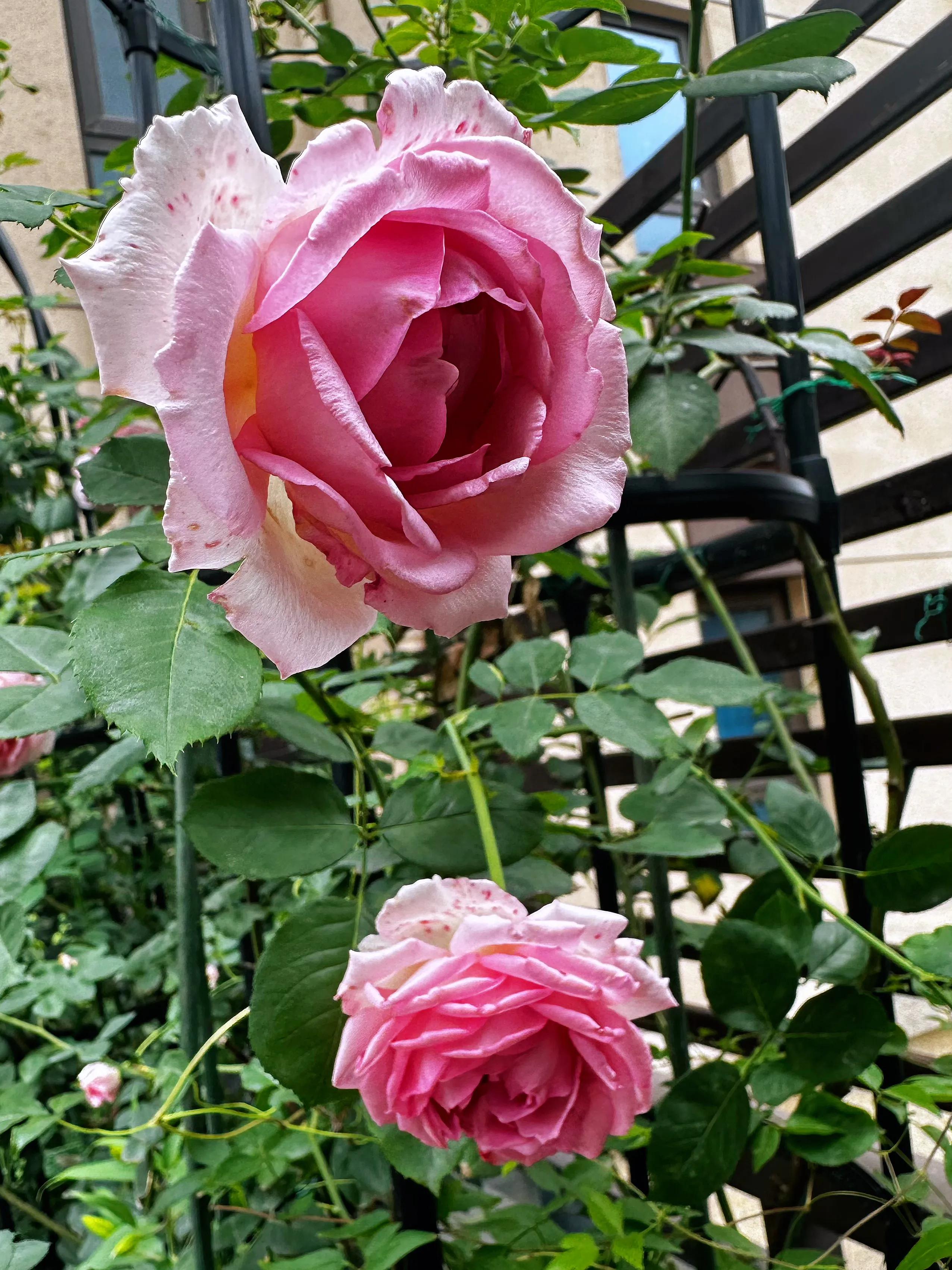 多季节开花的月季有哪些,夏天月季开花不标准