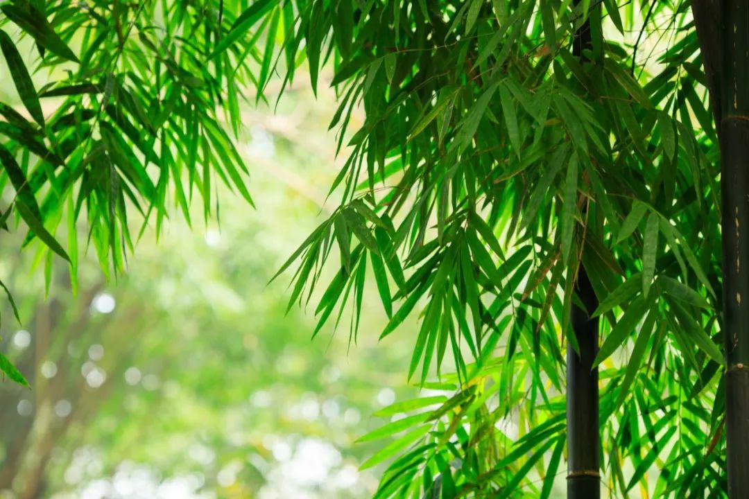 竹枝诗句大全100首,竹枝词诗句大全