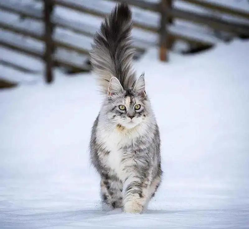 雪中精灵缅因猫,萌宠成长日记缅因猫