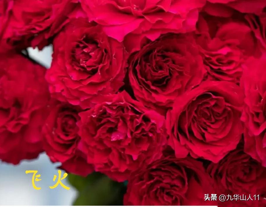 天狼无刺多头月季品种有哪些,天狼十大藤本月季排名