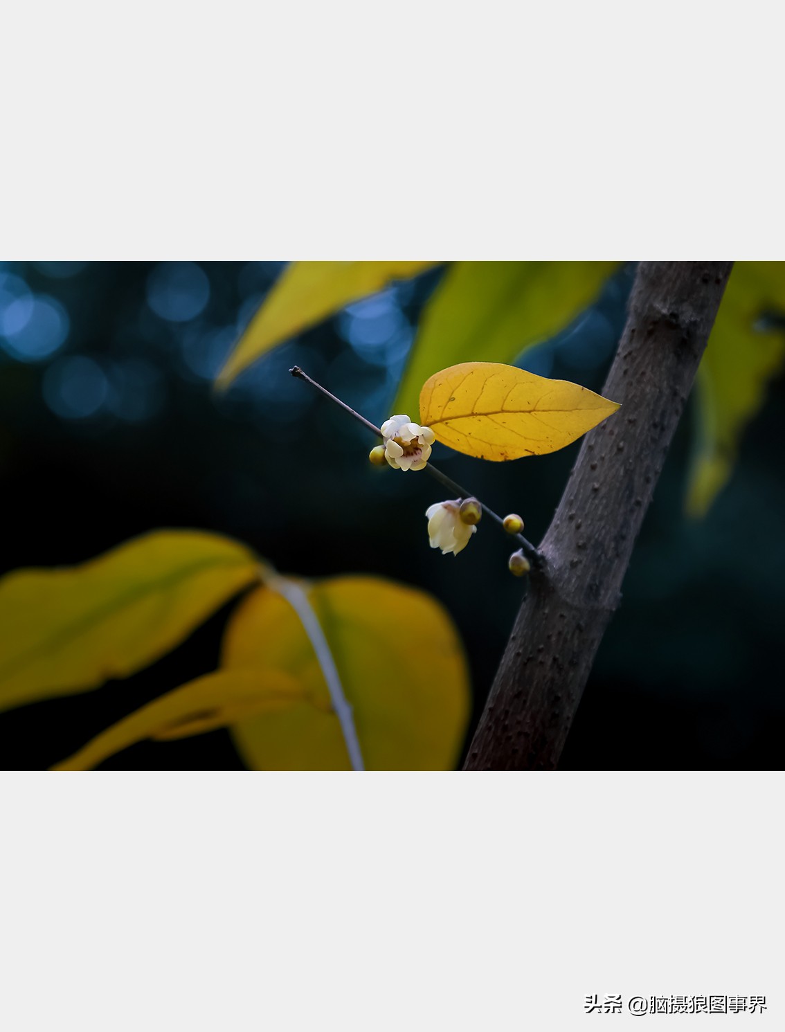 教你几个拍摄腊梅的摄影技巧干货,腊梅花怎样拍照好看