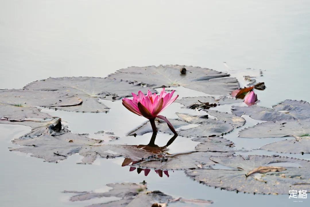 娲箹鍏洯娣卞湷,娲箹鍏洯鑽疯姳