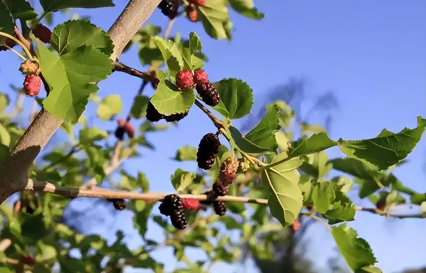 植树节诗句有哪些,植树节的诗句古诗和名言