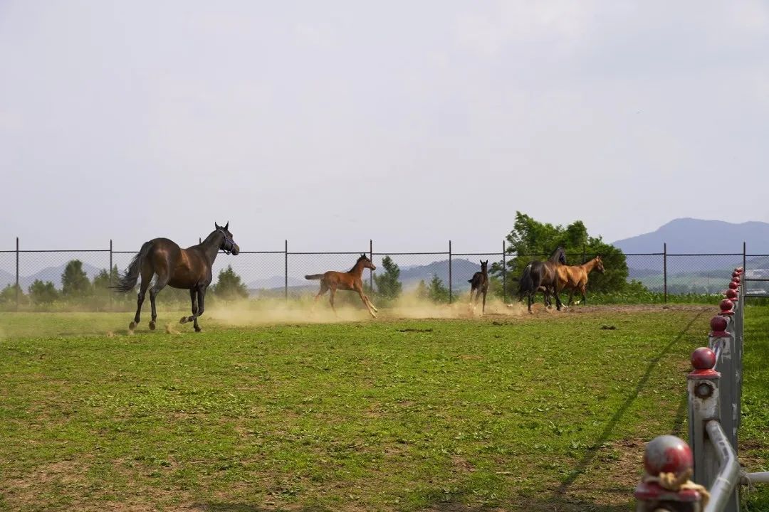 长春的秋天风景,长春周边一日游的绝佳去处秋天