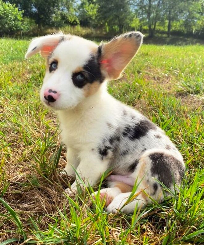 如何和狗互相交流,如何正确与狗狗互动