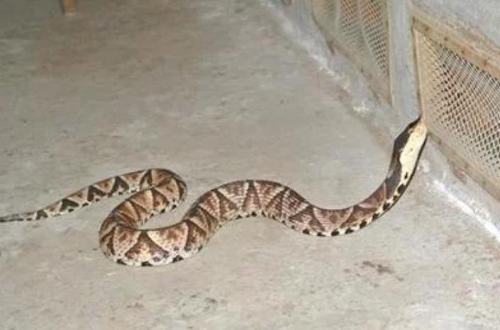 在野外遇到毒蛇怎么办,在野外遇到蟒蛇该怎么办