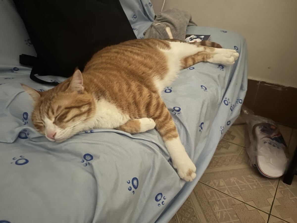 猫咪太胖吃什么猫粮减肥,猫咪减肥的最佳方法