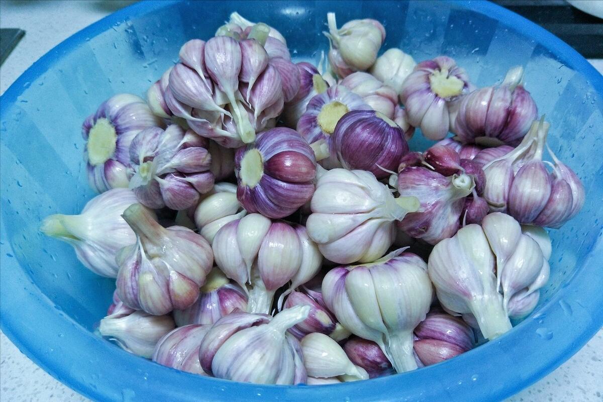 怎么腌糖蒜不烧心,腌糖蒜怎么腌不烧心