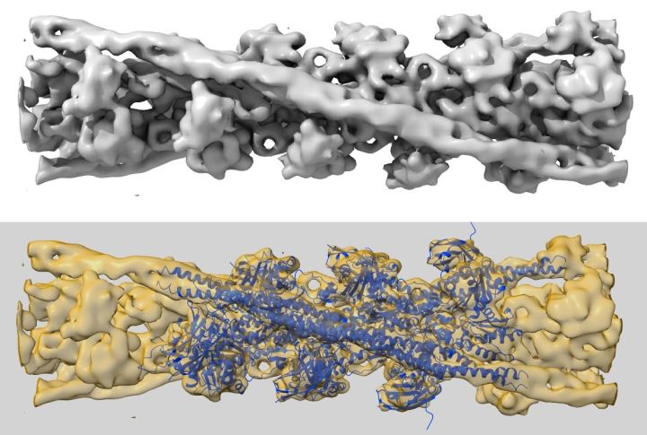 健身增肌的原理是什么,健身增肌原理动作讲解