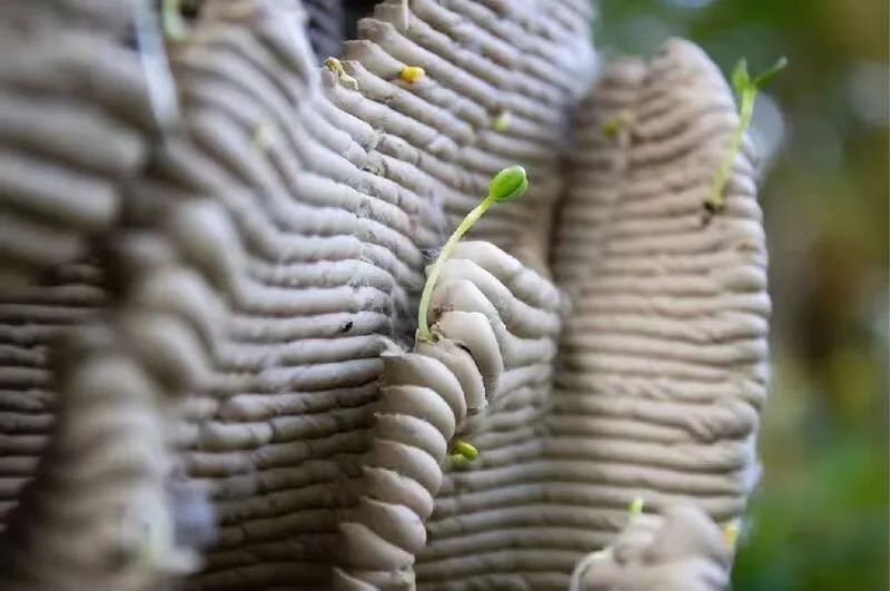 未之头条：重新认识霉菌，它除了变牛排还能盖房子