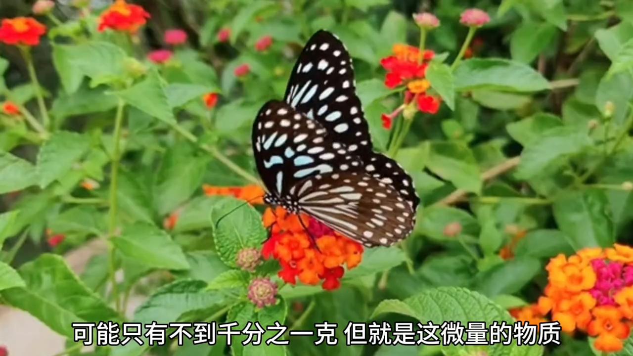 神奇的大自然绘画,神奇的大自然景象