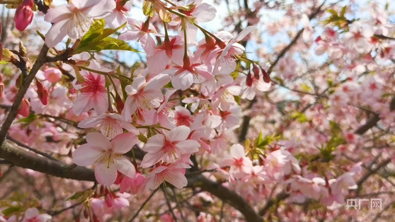 花事来了|美如云霞宁波达人谷数万株樱花迎春绽放