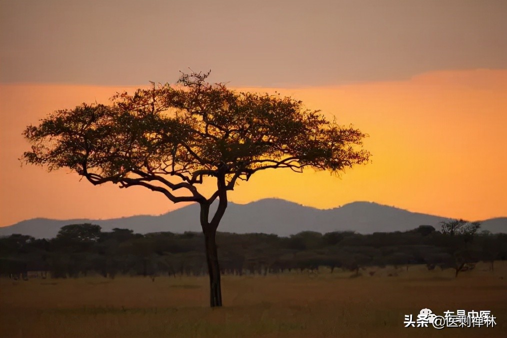 *欢合**，失眠的克星