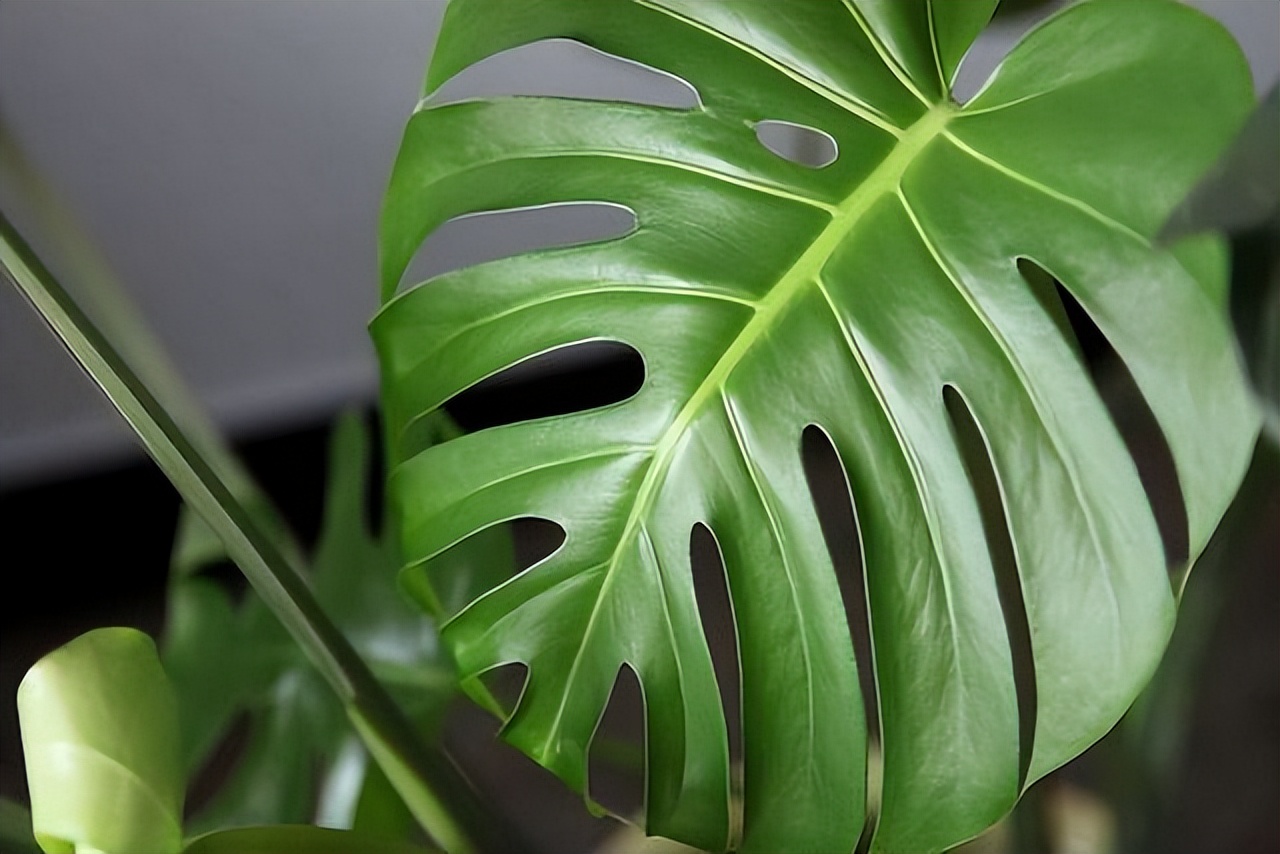 养花达人必备的44个养花绝技,8个实用的养花小技巧