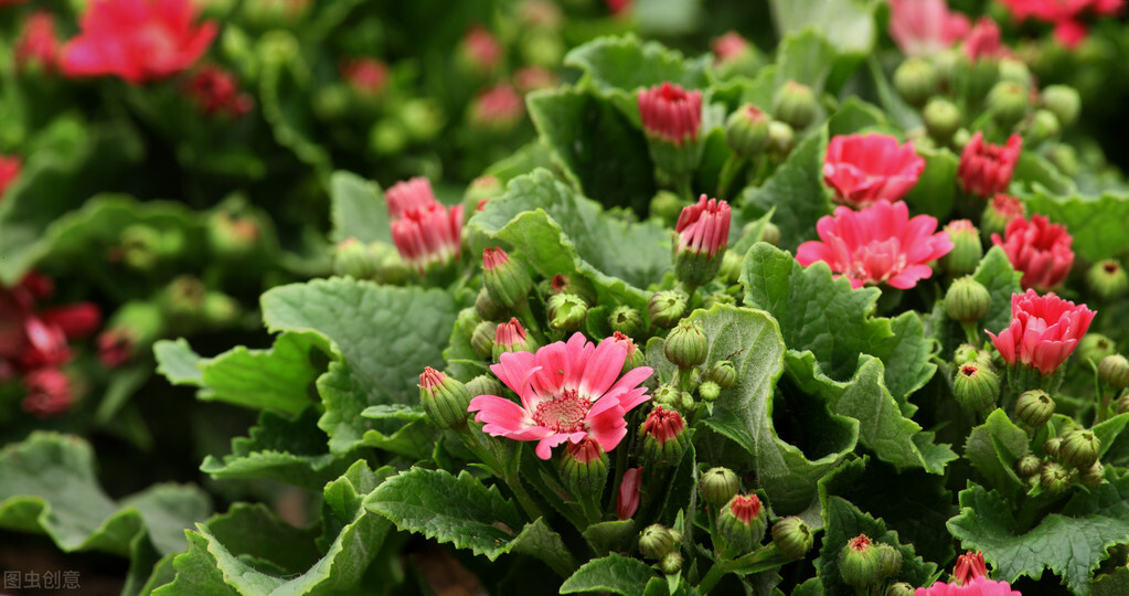 花灰霉怎样防治,灰霉病叶片病害图片