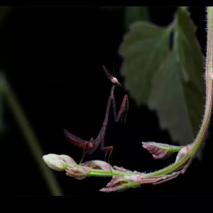 螳螂吃掉自己丈夫的头,螳螂为什么吃掉配偶螳螂吃蛇