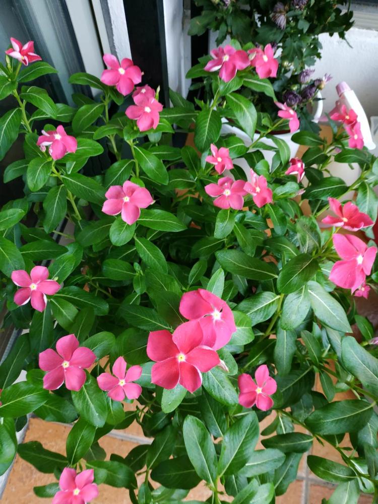 养水牛种什么草最好养,高温下雨后养兰花