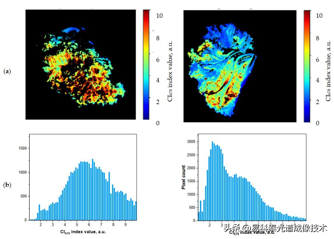 叶绿素荧光参数测定数据表,叶绿素荧光成像系统数据分析