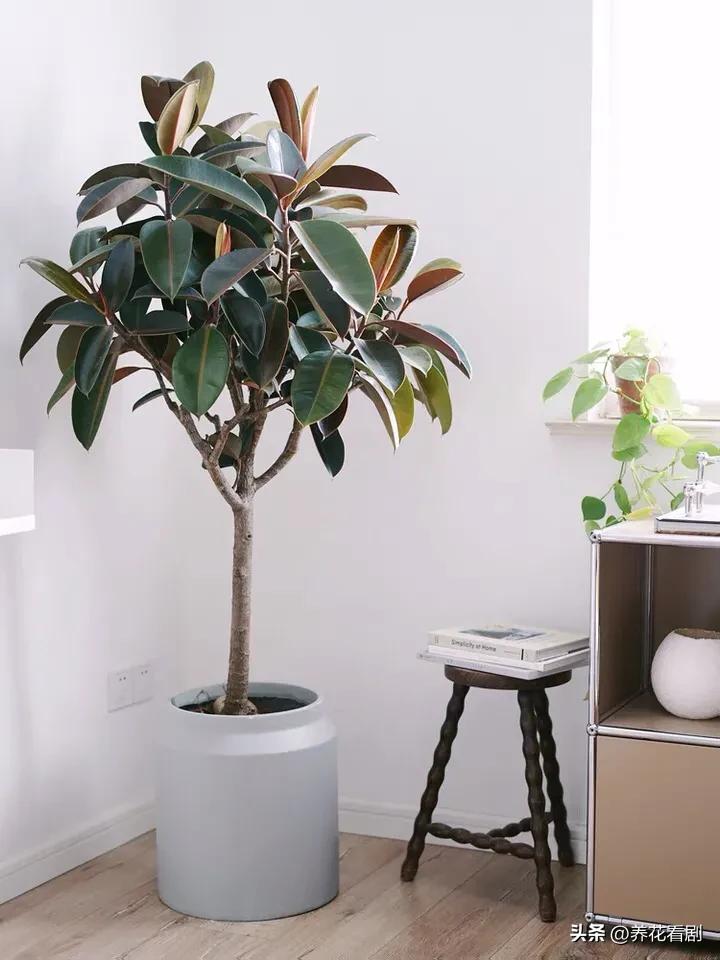 橡皮树叶子东倒西歪,橡皮树黄叶掉叶怎么办视频